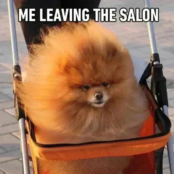 💟Fitted Button  Down Top - Picture 9 of 12